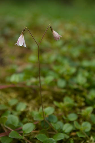 Nytebodaskogen
