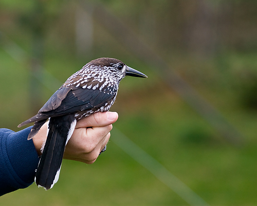 Nötkråka
