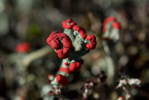 Cladonia lav