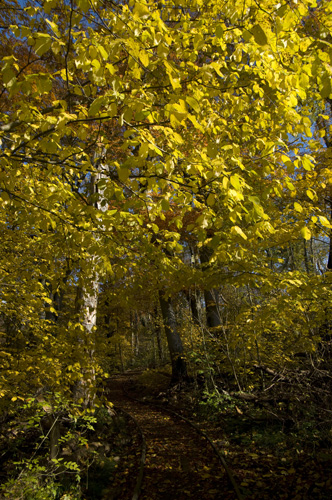 Dalby söderskog