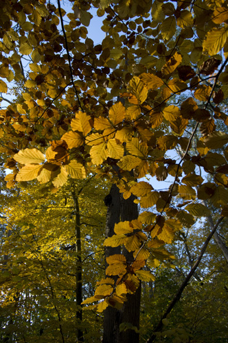 Dalby Söderskog
