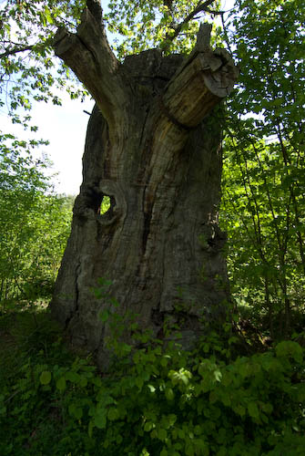 Kungseken