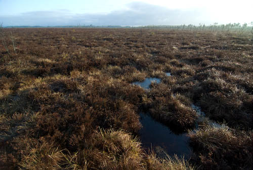 Vakö myr