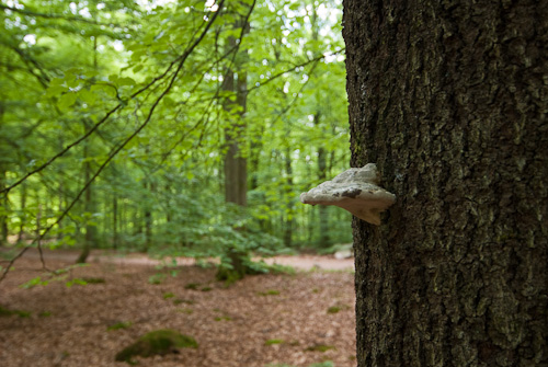 Uggleskogen