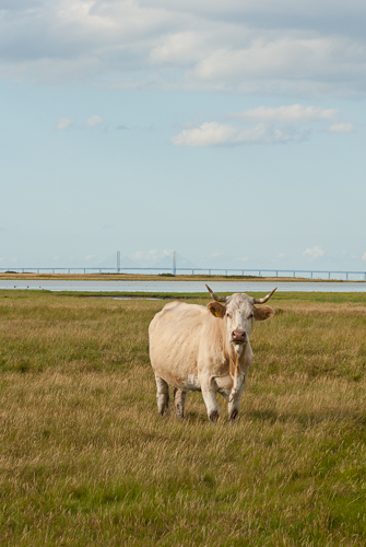 Flommen