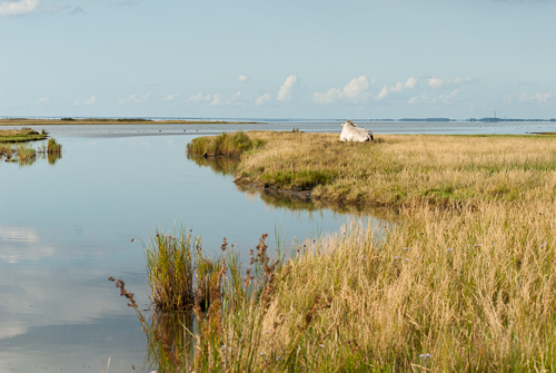 Flommen, Skanör