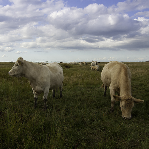 Flommens naturreservat