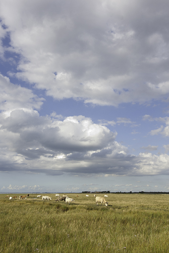 Flommens naturreservat