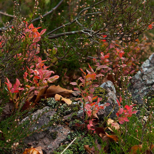 Söderåsens nationalpark