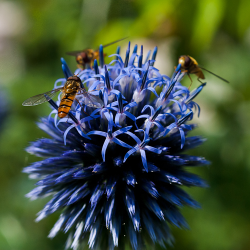 Blomflugor