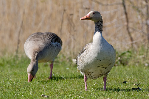 Grågås