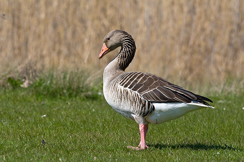Grågås