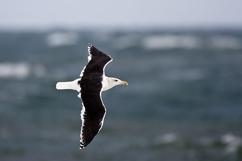 Havstrut