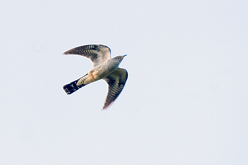 Gök
