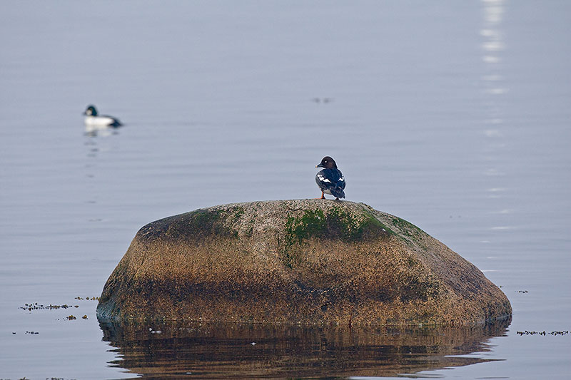 Knipor