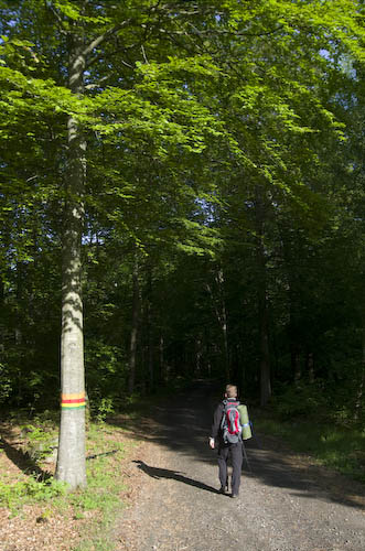 Kullaskogen