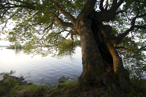 Breanäs
