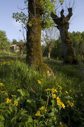 Sporrakulla