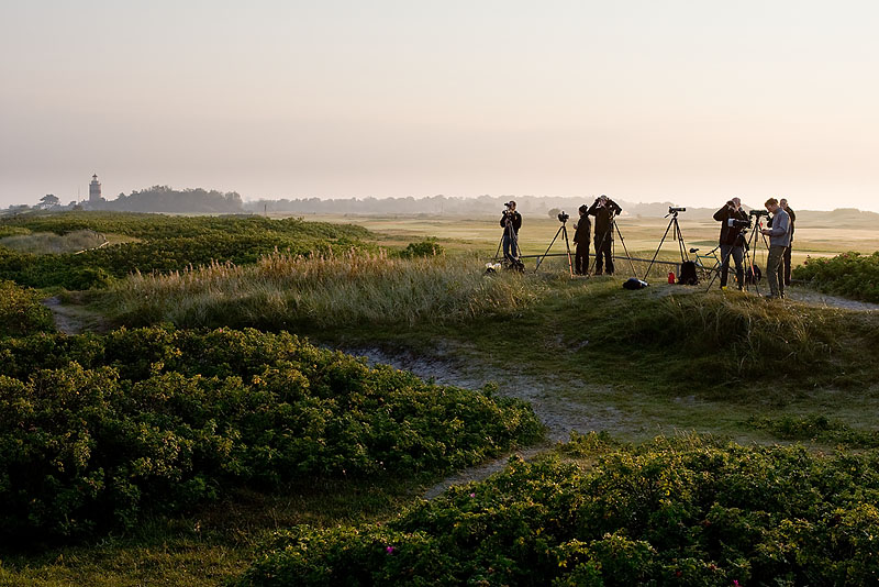 Flyttfågeltid i Falsterbo