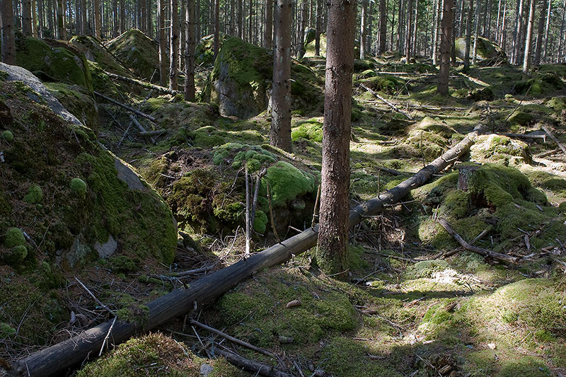 Kullaskogen