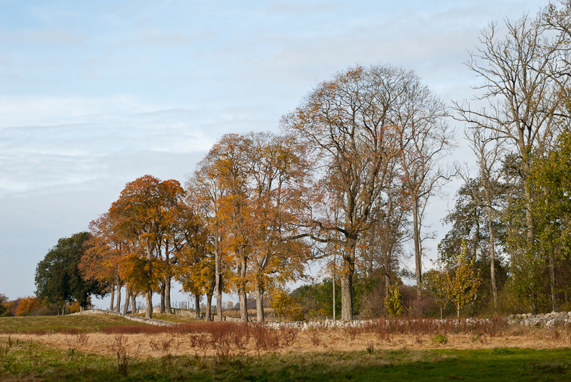 Allé vid Maltesholm