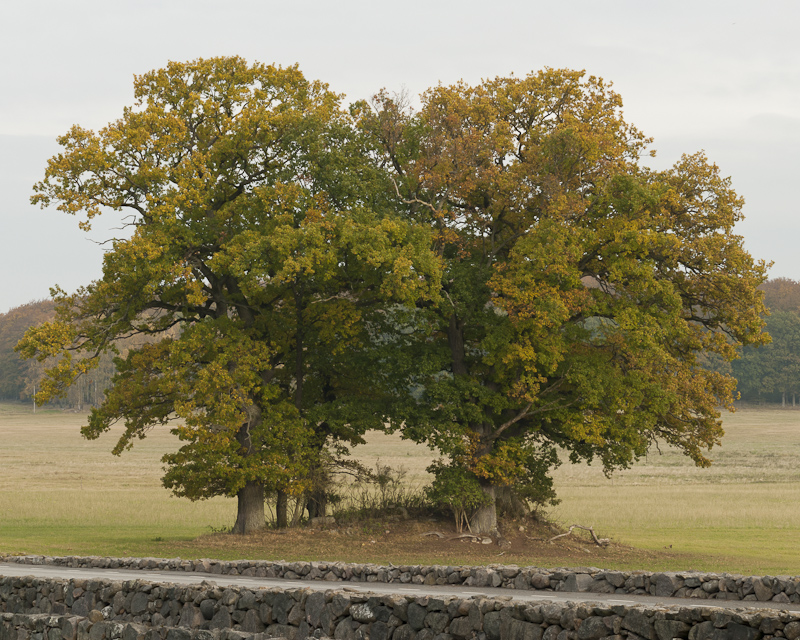 Maltesholm